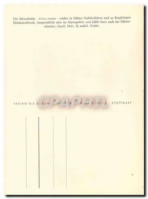 Śnieżna heida — Erica carnea — P.P. GÖMNER 1952 — Rewers