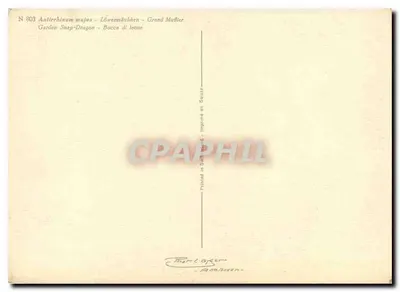 Kwitki snap-dragona — Antirrhinum majus — wydawca Anhaloven, n° 803 — Rewers