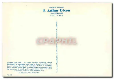 Mallow chileno — Abutilon vitifolium — J. Arthur Dixon, P.C. 75 — Verso