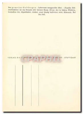 O Laburnum anagyroides — ilustração botânica — P. D. Gsinner 1945 — Verso