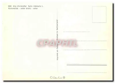 Albero di salice bianco — Salix viminalis L. — Edizione Koster — Verso