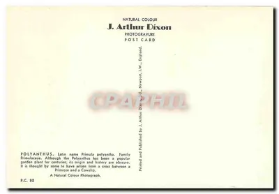 Kwiaty Polyanthus — J. Arthur Dixon, P.C. 80 — Rewers