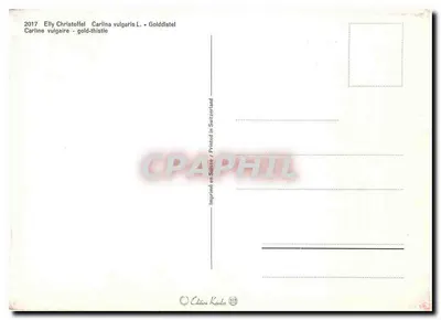 Flores amarelas — erva-de-vidro selvagem — Edição Käsla, Suíça — Verso