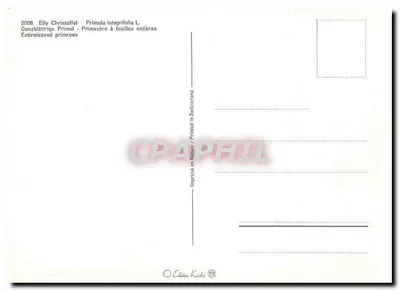 Flores selvagens e borboleta — Élly Christoffel — Edição Käzler — Verso