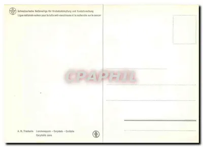 Corydalis cava — ilustração botânica — A. M. Trechalin — Verso