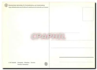 Véronique - Veronica chamaedrys — A.M. Trechalin — Ligue nationale suisse pour la lutte anti-cancéreuse et la recherche sur le cancer — Verso