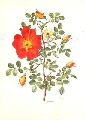 Rosa capucina — ilustração botânica — A.M. Trechselin