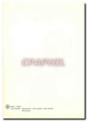 Rosa capucina — ilustração botânica — A.M. Trechselin — Verso
