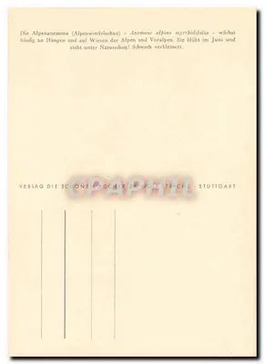 Anêmone alpina — Anêmone alpina myrrhidifolia (Ueile) — Ph. Lönner, 1949 — Verso