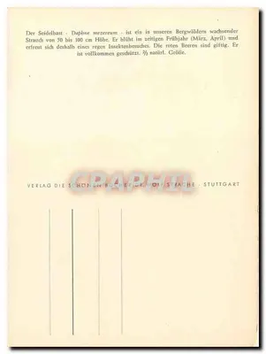 Daphne mezereum — flores e insetos — Ph. Goumer 1952 — Verso