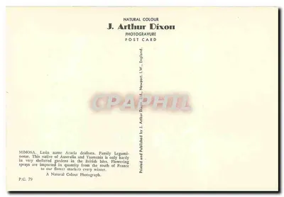 Mimosa — flores amarelas — J. Arthur Dixon, P.C. 79 — Verso
