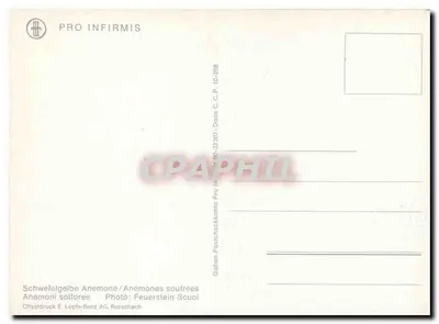 Anémonas amarelas — Alpes — PRO INFIRMIS, n° 10-258 — Verso