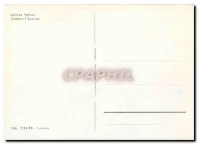 Lantana hybrida — (Italiano: Lantana) — Ediz. TILOPE - Locarno — Verso
