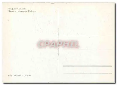Fioletki — fotografie — wydawca TILOPE, Locarno — Rewers
