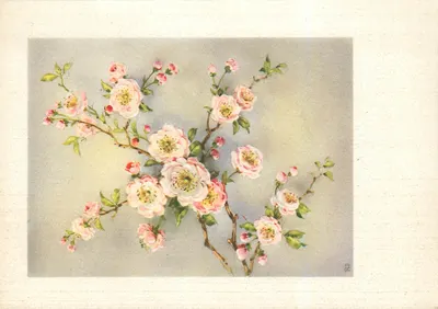 Flores de cerejeira — ilustração — editor Véronèse, n° 1202