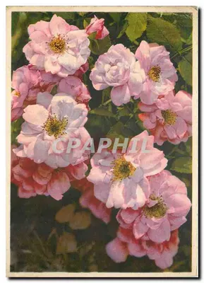 Rosas selvagens — Eglantina — editor EAS, n° 4423