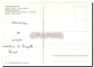 Tulipas Darwin e Narcisos – Photoglob-Wehrli SA, Zurique, n°116 — Verso