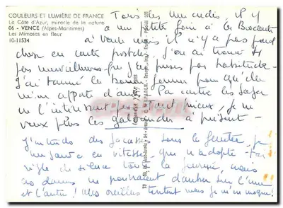 Vence — Mimosy w kwiecie — Couleurs et Lumière de France, nr 10-11534 — Rewers