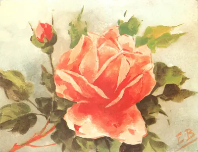 Rosa e botão de rosa — obra de Emile Burdy — impressa por Crouzet, Nice