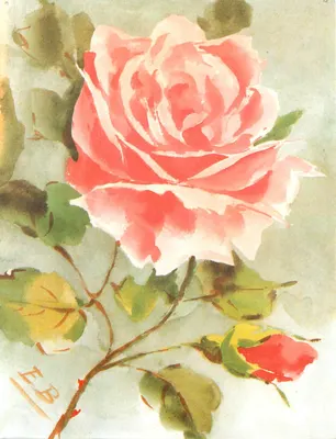 Rosa — aquarela — Émile Burdy, Crouzet Imprimeur, Nice