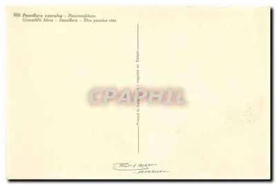 Passiflora coerulea — Blauwe passieflor — uitgever Thor & Cyger, n° 669 — Achterkant