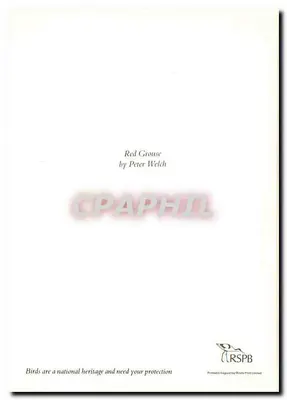 Czerwona perdrix — ilustracja naturalistyczna — autor Peter Welch, wydawca RSPB — Rewers