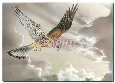 Kestrel — por Graham Bradshaw — edição RSPB, série E655