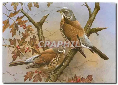 Fieldfares — por Peter Welch — impressa por Royale Print Limited