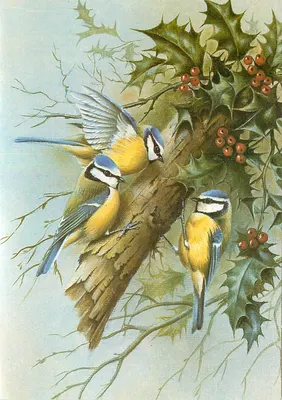 Blue Tits — ilustração — por Peter Welch, impresso por Royde Print Limited