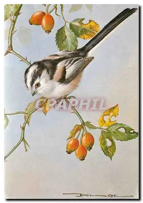 Pardal-de-cauda-larga — por Basil Ede — Royale Publications Ltd.