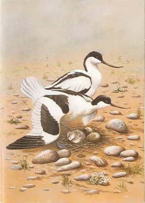 Avocets — ilustração naturalista — por Peter Welch
