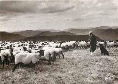 पेस्टर — वोस्ग्स — फोटो. क्रूशोरॉन