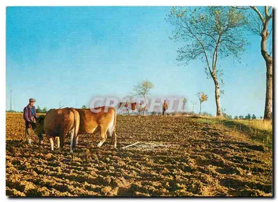 O Agricultor — Tema rural com vacas e camponês — Coleção 'As-de-Cœur' n°30 R 68