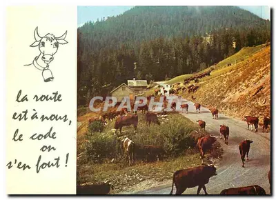 Vacas na estrada de montanha — Editor CEPAPHIL, n° F.30570