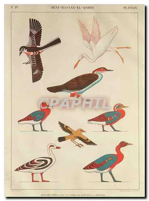 Aves — Béni-Hassan-el-Qadim — Pinturas copiadas nas tumbas de Nevothph e de Menothph