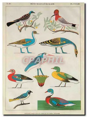 Aves — Pinturas copiadas nas tumbas de Néothiphi e de Menothphi — Museu Champollion, Figeac (Lot)