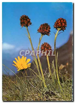 Nigritella nigra L. — Czarna Nigritella — Druck und Verlag Engagé Press AG, Samedan