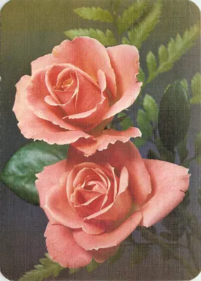 Dwie różowe róże — wydanie La Rose — n° 665/3