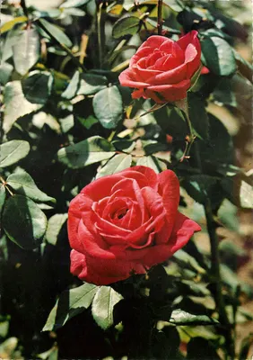 Dwie czerwone róże — seria Kwiaty 1 — Wydawnictwo Les Fleurs Naturelles
