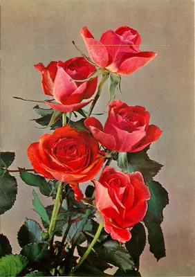 Bukiet czerwonych róż — wydawca Héritage, n° 900/404