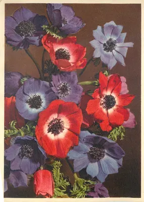Anémonas coloridas — Anémone coronaria b. — Thor & Cie, Suisse, N° 799
