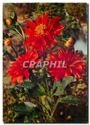 Czerwone kwiaty dahlii — wydawca Cecamie, seria 982