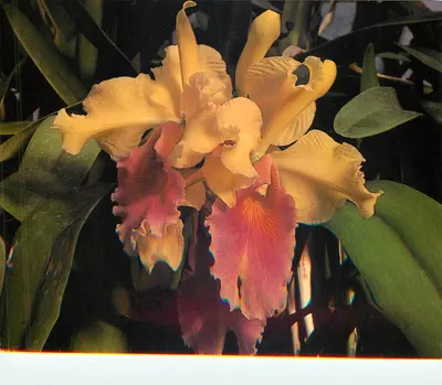 Laelio-Cattleya Maria Soubiran — Foto Marcel Lecoufle — Imp. J.R.
