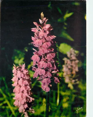 Orquídea perfumada — Lindas flores de montanha — Éditions d'art Yvon, n° 47