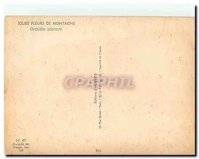 Orquídea perfumada — Lindas flores de montanha — Éditions d'art Yvon, n° 47 — Verso