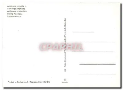 Anemona wiosenna — Anemone vernalis L. — Wydawca: Verlag Engadin Press AG, Samedan — Rewers