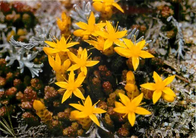 Orpin paliwo — Sedum acre — Wydawnictwo Art Châteaulin
