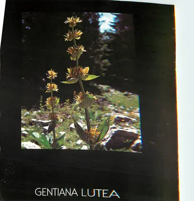 Gentiana Lutea — żółta kwiaty na górze — IN'EDITE, nr 1528