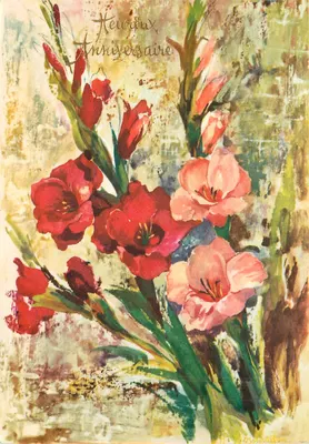 Flores de gládios — Aniversário — Bernardon