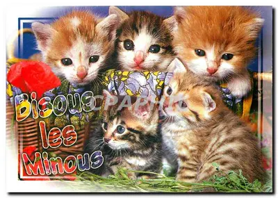 Cinco gatos filhotes — Beijos aos gatos — Edições LECOMTE